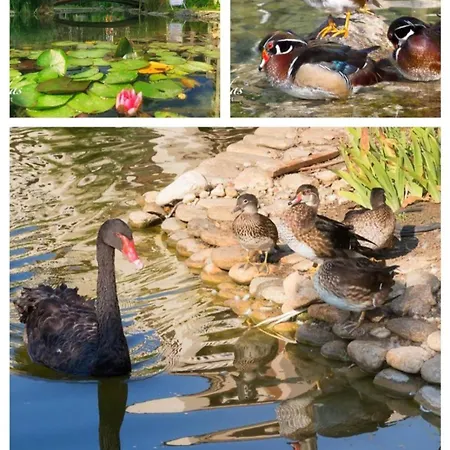 Cascadas Family Pool View Sunny Beach