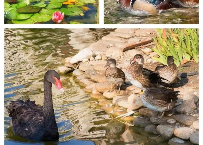 Cascadas Family Pool View Sluneční pobřeží